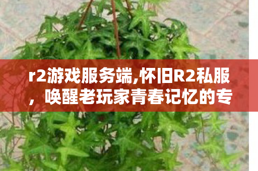 r2游戏服务端,怀旧R2私服,唤醒老玩家青春记忆的专属游戏乐园 r2游戏服务端,怀旧R2私服,唤醒老玩家青春记忆的专属游戏乐园