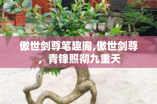 傲世剑尊笔趣阁,傲世剑尊，青锋照彻九重天