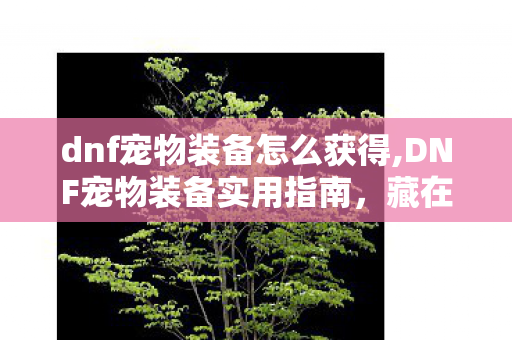 dnf宠物装备怎么获得,DNF宠物装备实用指南,藏在细节里的伤害提升密码 dnf宠物装备怎么获得,DNF宠物装备实用指南,藏在细节里的伤害提升密码