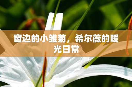 窗边的小雏菊,希尔薇的暖光日常 窗边的小雏菊,希尔薇的暖光日常