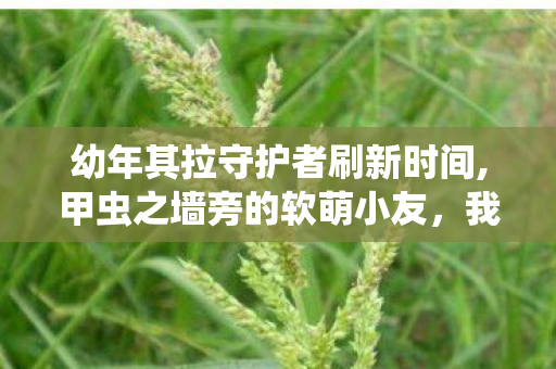幼年其拉守护者刷新时间,甲虫之墙旁的软萌小友,我的幼年其拉守护者记事 幼年其拉守护者刷新时间,甲虫之墙旁的软萌小友,我的幼年其拉守护者记事
