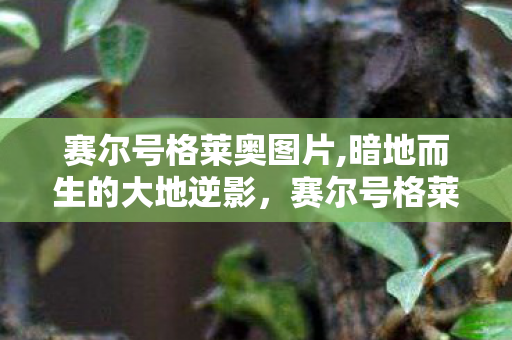 赛尔号格莱奥图片,暗地而生的大地逆影，赛尔号格莱奥的独属成长轨迹