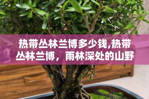 热带丛林兰博多少钱,热带丛林兰博，雨林深处的山野守护者