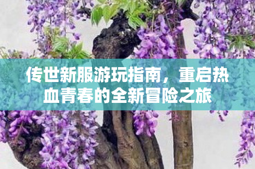 传世新服游玩指南,重启热血青春的全新冒险之旅 传世新服游玩指南,重启热血青春的全新冒险之旅