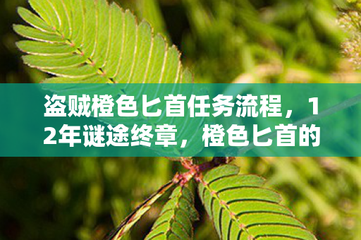 盗贼橙色匕首任务流程，12年谜途终章，橙色匕首的锈迹里藏着谁的泪目青春？