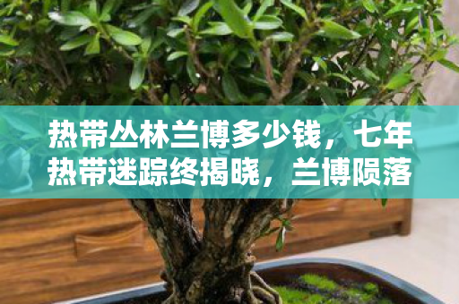 热带丛林兰博多少钱,七年热带迷踪终揭晓,兰博陨落时泪目成碑 热带丛林兰博多少钱,七年热带迷踪终揭晓,兰博陨落时泪目成碑