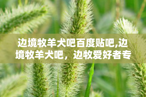 边境牧羊犬吧百度贴吧,边境牧羊犬吧，边牧爱好者专属的治愈兴趣小天地
