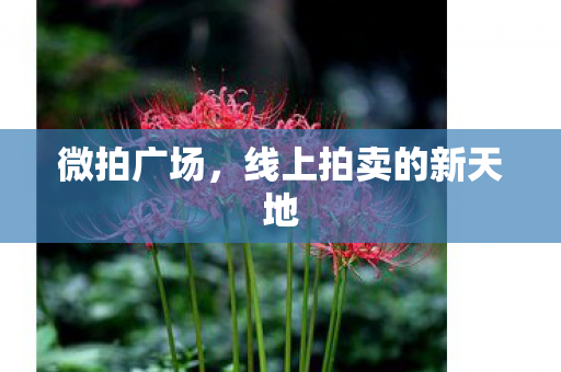 线上拍卖的新天地图片