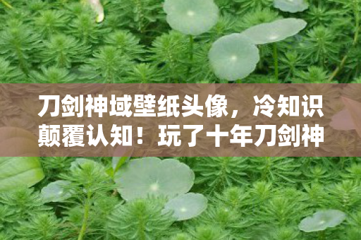 刀剑神域壁纸头像，冷知识颠覆认知！玩了十年刀剑神域，这些操作让我目瞪口呆