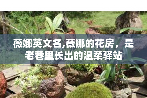 薇娜英文名,薇娜的花房,是老巷里长出的温柔驿站 薇娜英文名,薇娜的花房,是老巷里长出的温柔驿站