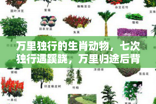 万里独行的生肖动物,七次独行遇蹊跷,万里归途后背发凉,他究竟在躲什么? 万里独行的生肖动物,七次独行遇蹊跷,万里归途后背发凉,他究竟在躲什么?