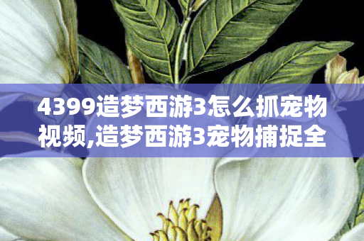 4399造梦西游3怎么抓宠物视频,造梦西游3宠物捕捉全指南 手把手教你收获强力萌宠 4399造梦西游3怎么抓宠物视频,造梦西游3宠物捕捉全指南 手把手教你收获强力萌宠