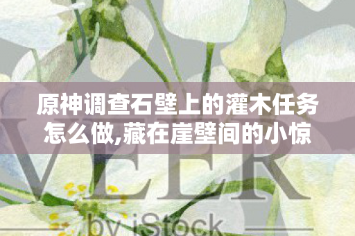 原神调查石壁上的灌木任务怎么做,藏在崖壁间的小惊喜，原神石壁灌木的探索趣闻