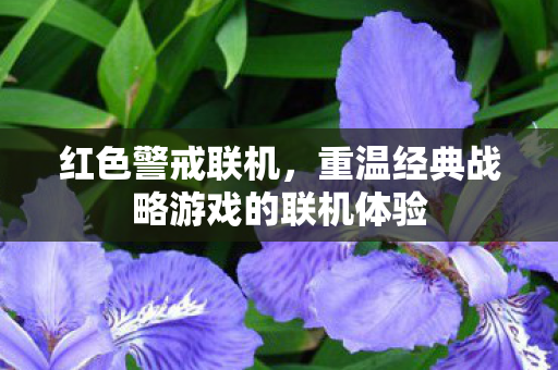 重温经典战略游戏的联机体验图片