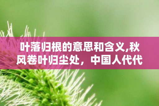 叶落归根的意思和含义,秋风卷叶归尘处，中国人代代相传的根脉情结