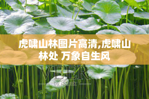 虎啸山林图片高清,虎啸山林处 万象自生风 虎啸山林图片高清,虎啸山林处 万象自生风