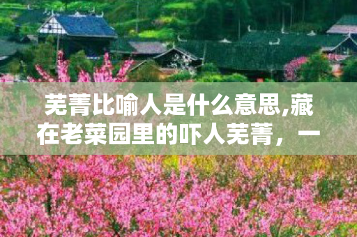 芜菁比喻人是什么意思,藏在老菜园里的吓人芜菁，一场关于乡土童趣的温柔误会