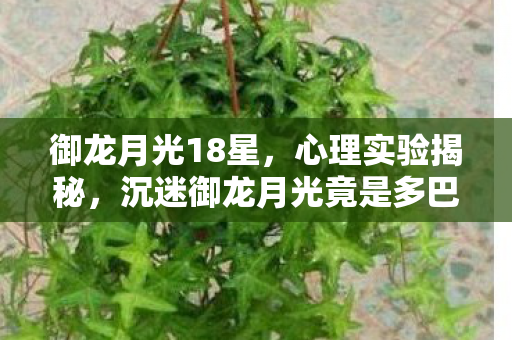 御龙月光18星,心理实验揭秘,沉迷御龙月光竟是多巴胺的细思极恐陷阱 御龙月光18星,心理实验揭秘,沉迷御龙月光竟是多巴胺的细思极恐陷阱