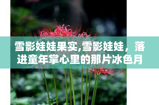 雪影娃娃果实,雪影娃娃，落进童年掌心里的那片冰色月光