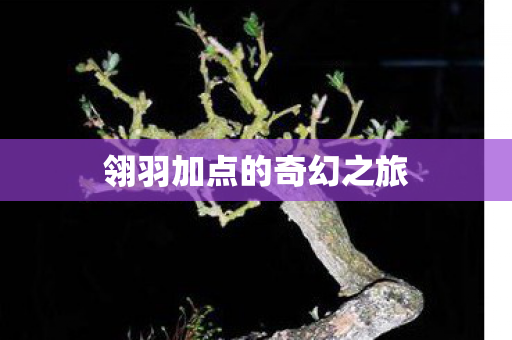 翎羽加点的奇幻之旅图片