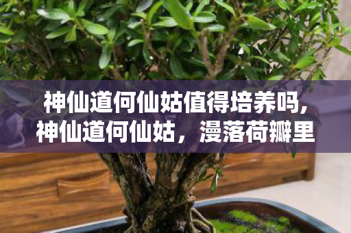 神仙道何仙姑值得培养吗,神仙道何仙姑，漫落荷瓣里的东方仙韵与江湖回忆