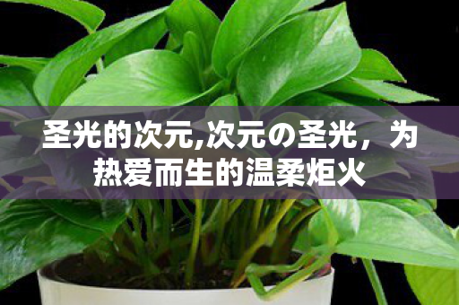 圣光的次元,次元の圣光,为热爱而生的温柔炬火 圣光的次元,次元の圣光,为热爱而生的温柔炬火