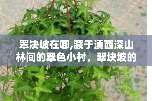翠决坡在哪,藏于滇西深山林间的翠色小村,翠块坡的山乡意趣 翠决坡在哪,藏于滇西深山林间的翠色小村,翠块坡的山乡意趣