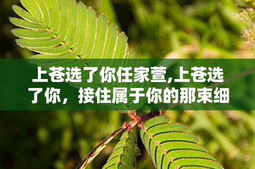 上苍选了你任家萱,上苍选了你,接住属于你的那束细碎星光 上苍选了你任家萱,上苍选了你,接住属于你的那束细碎星光