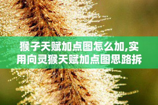 猴子天赋加点图怎么加,实用向灵猴天赋加点图思路拆解，打造你的专属冒险好伙伴