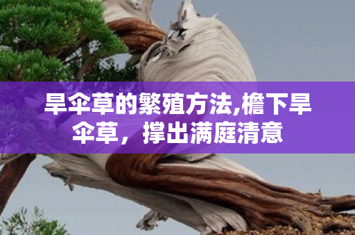 旱伞草的繁殖方法,檐下旱伞草,撑出满庭清意 旱伞草的繁殖方法,檐下旱伞草,撑出满庭清意