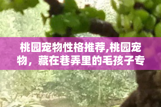 桃园宠物性格推荐,桃园宠物,藏在巷弄里的毛孩子专属小天地 桃园宠物性格推荐,桃园宠物,藏在巷弄里的毛孩子专属小天地