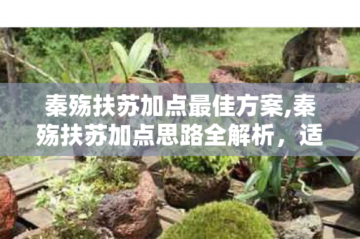 秦殇扶苏加点最佳方案,秦殇扶苏加点思路全解析，适配不同玩法的长公子成长指南