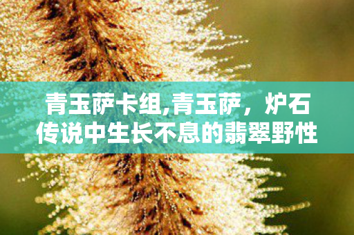 青玉萨卡组,青玉萨,炉石传说中生长不息的翡翠野性记忆 青玉萨卡组,青玉萨,炉石传说中生长不息的翡翠野性记忆
