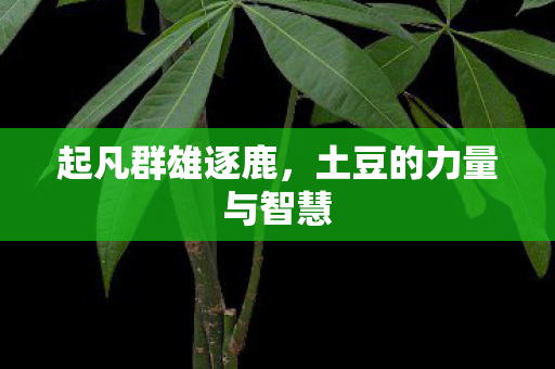 土豆的力量与智慧图片