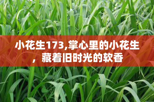 小花生173,掌心里的小花生，藏着旧时光的软香