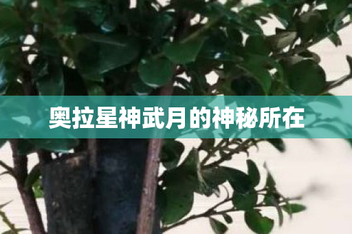 奥拉星神武月的神秘所在图片