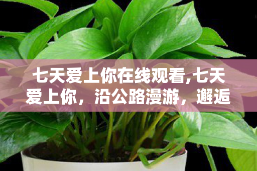 七天爱上你在线观看,七天爱上你，沿公路漫游，邂逅为期七天的纯粹爱恋