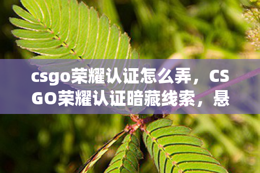 csgo荣耀认证怎么弄，CSGO荣耀认证暗藏线索，悬案背后毛骨悚然，十年困局谁是真凶？