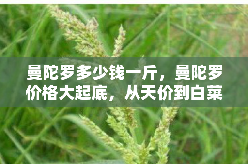曼陀罗多少钱一斤，曼陀罗价格大起底，从天价到白菜的落差，真相是笑着笑着就哭了