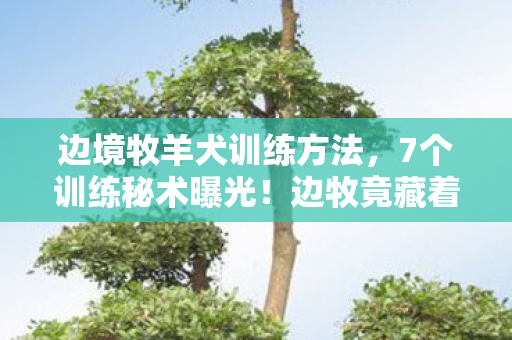 边境牧羊犬训练方法,7个训练秘术曝光!边牧竟藏着让主人泪崩的超能力 边境牧羊犬训练方法,7个训练秘术曝光!边牧竟藏着让主人泪崩的超能力