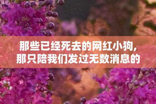 那些已经死去的网红小狗,那只陪我们发过无数消息的表情包小狗走了，软萌身影藏着全网的共同回忆