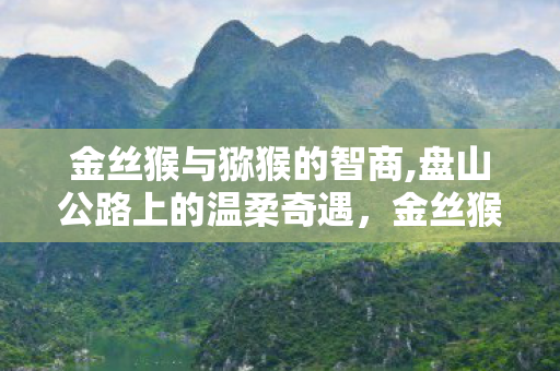 金丝猴与猕猴的智商,盘山公路上的温柔奇遇,金丝猴与过路司机的双向礼让 金丝猴与猕猴的智商,盘山公路上的温柔奇遇,金丝猴与过路司机的双向礼让