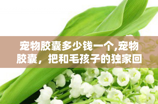 宠物胶囊多少钱一个,宠物胶囊,把和毛孩子的独家回忆揣在身边 宠物胶囊多少钱一个,宠物胶囊,把和毛孩子的独家回忆揣在身边