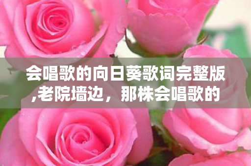 会唱歌的向日葵歌词完整版,老院墙边，那株会唱歌的向日葵