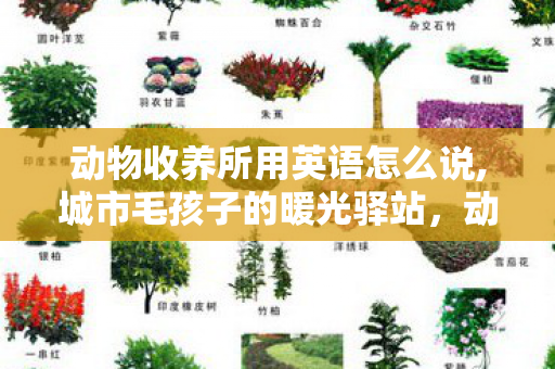 动物收养所用英语怎么说,城市毛孩子的暖光驿站,动物收容所里的柔软日常 动物收养所用英语怎么说,城市毛孩子的暖光驿站,动物收容所里的柔软日常