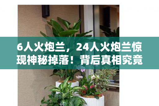 6人火炮兰,24人火炮兰惊现神秘掉落!背后真相究竟藏着什么? 6人火炮兰,24人火炮兰惊现神秘掉落!背后真相究竟藏着什么?
