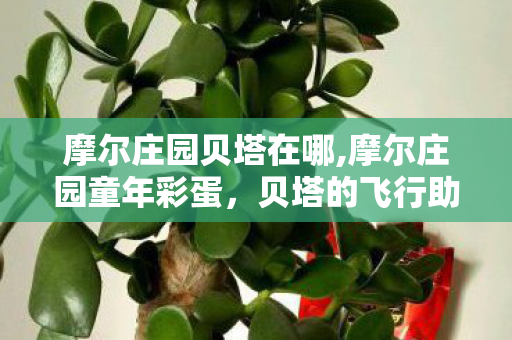 摩尔庄园贝塔在哪,摩尔庄园童年彩蛋，贝塔的飞行助手天团你认全了吗