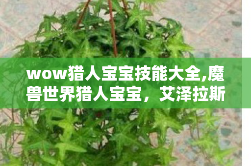 wow猎人宝宝技能大全,魔兽世界猎人宝宝,艾泽拉斯冒险路上最暖的专属羁绊 wow猎人宝宝技能大全,魔兽世界猎人宝宝,艾泽拉斯冒险路上最暖的专属羁绊