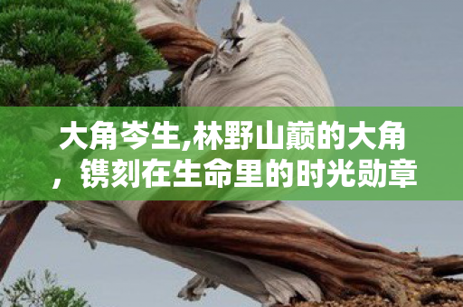 大角岑生,林野山巅的大角，镌刻在生命里的时光勋章