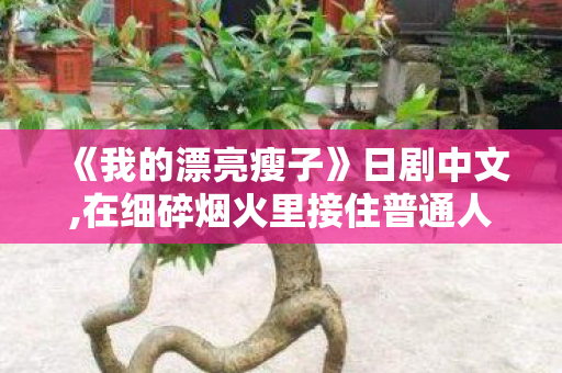 《我的漂亮瘦子》日剧中文,在细碎烟火里接住普通人生的温柔重量 《我的漂亮瘦子》日剧中文,在细碎烟火里接住普通人生的温柔重量